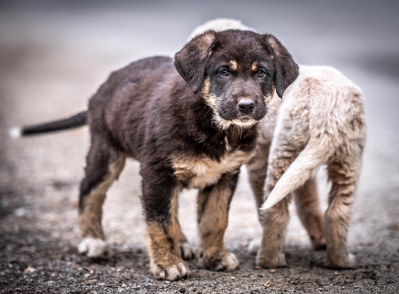 Sådan vælger du den rigtige hund